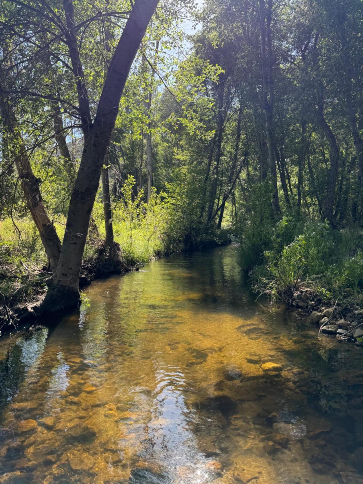 Peppermint Falls Ranch Ponderosa Екстер'єр фото